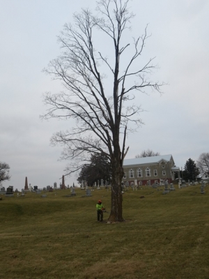 Oak tree (dead) in valley