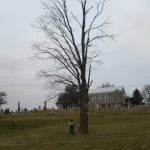 Oak tree (dead) in valley